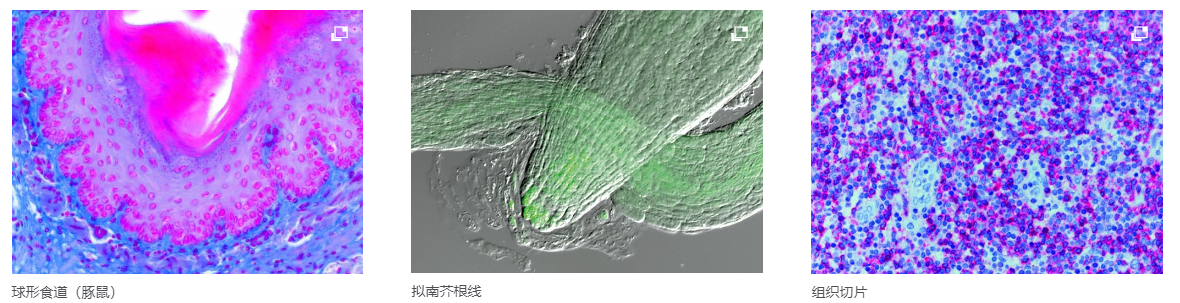 用于生命科学研究的蔡司Axio Imager 2-2.png